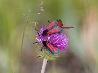 maudoc.com • Zygaenidae •  IMG_5086.jpg   Zygaena purpuralis : Falena, Zygaena