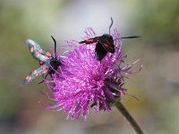 maudoc.com • Zygaenidae •  IMG_5104.jpg   Zygaena transalpina : Falena, Zygaena