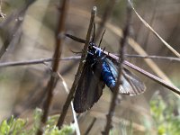 maudoc.com • Zygaenidae •  IMG_5172.jpg   Adscita sp. : Falena