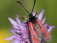 maudoc.com • Zygaenidae •  IMG_5195.jpg   Zygaena loti : Falena, Zygaena