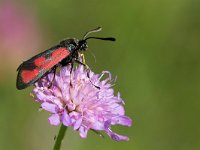 maudoc.com • Zygaenidae •  IMG_5196a.jpg   Zygaena loti : Falena, Zygaena