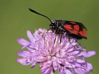 maudoc.com • Zygaenidae •  IMG_5198.jpg   Zygaena loti : Falena, Zygaena