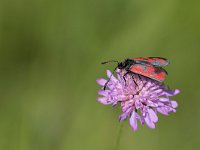 maudoc.com • Zygaenidae •  IMG_5200.jpg   Zygaena loti : Falena, Zygaena