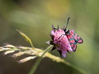 maudoc.com • Zygaenidae •  IMG_5247.jpg   Zygaena carniolica : Falena, Zygaena