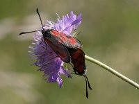 maudoc.com • Zygaenidae •  IMG_5294.jpg   Zygaena loti : Falena, Zygaena