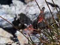 maudoc.com • Zygaenidae •  IMG_5409.jpg   Zygaena exulans : Falena, Zygaena