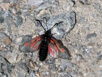 maudoc.com • Zygaenidae •  IMG_5448.jpg   Zygaena exulans : Falena, Zygaena