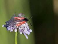 maudoc.com • Zygaenidae •  IMG_5547.jpg   Zygaena purpuralis : Falena, Zygaena