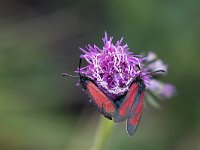 maudoc.com • Zygaenidae •  IMG_5555.jpg   Zygaena purpuralis : Falena, Zygaena