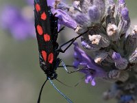 maudoc.com • Zygaenidae •  IMG_5716.jpg   Zygaena transalpina : Falena, Zygaena