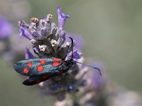 maudoc.com • Zygaenidae •  IMG_5723.jpg   Zygaena transalpina : Falena, Zygaena