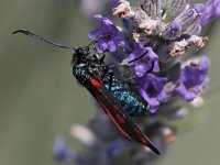 maudoc.com • Zygaenidae •  IMG_5792.jpg   Zygaena transalpina : Falena, Zygaena