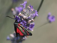 maudoc.com • Zygaenidae •  IMG_5796.jpg   Zygaena transalpina : Falena, Zygaena