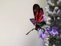 maudoc.com • Zygaenidae •  IMG_5809.jpg   Zygaena transalpina : Zygaena, Falena