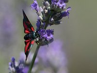 maudoc.com • Zygaenidae •  IMG_5812.jpg   Zygaena transalpina : Zygaena, Falena