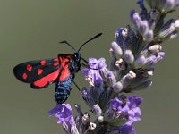 maudoc.com • Zygaenidae •  IMG_5814.jpg   Zygaena transalpina : Zygaena, Falena