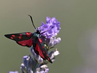 maudoc.com • Zygaenidae •  IMG_5820.jpg   Zygaena transalpina : Zygaena, Falena