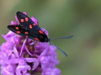 maudoc.com • Zygaenidae •  IMG_6015.jpg   Zygaena transalpina : Falena, Zygaena