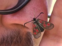 maudoc.com • Zygaenidae •  IMG_6094.jpg   Zygaena exulans : Falena, Zygaena, Jack