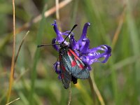 maudoc.com • Zygaenidae •  IMG_6098.jpg   Zygaena exulans : Falena, Zygaena