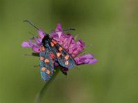 maudoc.com • Zygaenidae •  IMG_6516.jpg   Zygaena transalpina : Falena, Zygaena