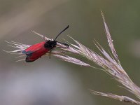 maudoc.com • Zygaenidae •  IMG_6883.jpg   Zygaena rubicundus : Falena