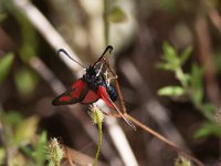 maudoc.com • Zygaenidae •  IMG_6893.jpg   Zygaena loti : Falena