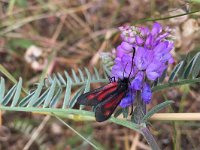 maudoc.com • Zygaenidae •  IMG_6912.jpg   Zygaena romeo