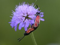 maudoc.com • Zygaenidae •  IMG_7455.jpg   Zygaena loti : Farfalla, Zygaena