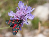 maudoc.com • Zygaenidae •  IMG_7469.jpg   Zygaena transalpina : Falena