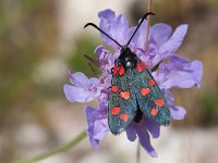 maudoc.com • Zygaenidae •  IMG_7476.jpg   Zygaena transalpina : Falena