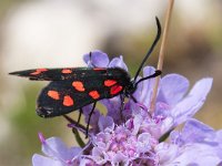 maudoc.com • Zygaenidae •  IMG_7478.jpg   Zygaena transalpina : Falena