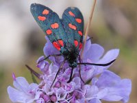 maudoc.com • Zygaenidae •  IMG_7480.jpg   Zygaena transalpina : Falena