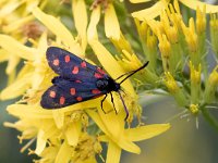 maudoc.com • Zygaenidae •  IMG_7547a.jpg   Zygaena transalpina : Falena, Zygaena