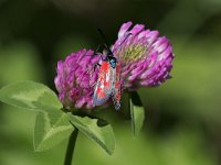 maudoc.com • Zygaenidae •  IMG_7667.jpg   Zygaena loti : Falena