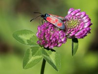 maudoc.com • Zygaenidae •  IMG_7676.jpg   Zygaena loti : Falena