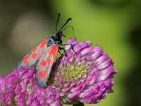 maudoc.com • Zygaenidae •  IMG_7678.jpg   Zygaena loti : Falena