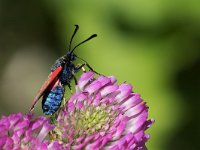 maudoc.com • Zygaenidae •  IMG_7680.jpg   Zygaena loti : Falena