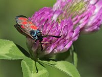 maudoc.com • Zygaenidae •  IMG_7732.jpg   Zygaena loti : Falena