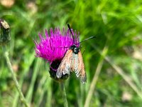 maudoc.com • Zygaenidae •  IMG_7918.jpg   Zygaena loti : Falena, Zygaena