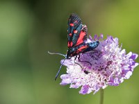 maudoc.com • Zygaenidae •  IMG_7992.jpg   Zygaena transalpina : Falena