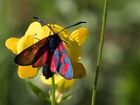 maudoc.com • Zygaenidae •  IMG_9004.jpg   Zygaena loti : Falena, Zygaena