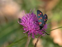 maudoc.com • Zygaenidae •  IMG_9079.jpg   Zygaena transalpina : Falena, Zygaena