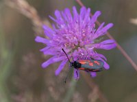 maudoc.com • Zygaenidae •  IMG_9250.jpg   Zygaena loti : Falena, Zygaena