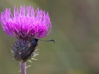 maudoc.com • Zygaenidae •  IMG_9320.jpg   Zygaena transalpina : Falena, Zygaena