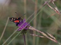 maudoc.com • Zygaenidae •  IMG_9323.jpg   Zygaena transalpina : Falena, Zygaena