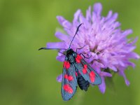 maudoc.com • Zygaenidae •  IMG_9329.jpg   Zygaena filipendulae : Zygaena