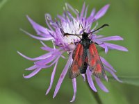 maudoc.com • Zygaenidae •  IMG_9346.jpg   Zygaena loti : Zygaena