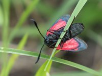 maudoc.com • Zygaenidae •  IMG_9367.jpg   Zygaena filipendulae : Zygaena