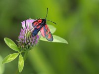 maudoc.com • Zygaenidae •  IMG_9380.jpg   Zygaena romeo? : Zygaena